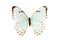 Butterfly, Morpho Luna