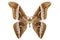 Butterfly moth species Samia kohlii
