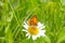 Butterfly mother-of-Pearl large sits on a Daisy flower