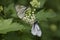 Butterfly moths on spring flowers