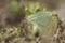 Butterfly, Mottled Emigrant - Catopsilia pyranthe. Mating after courtship.