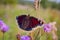 Butterfly Mourning Cloak Nymphalis antiopa sitting on a flower on a blurred background