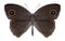 Butterfly Mycalesis intermedia
