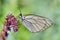 Butterfly in natural habitat (aporia crataegi)