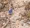 Butterfly in natural habitat in green grass. Plebejus argus