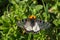 Butterfly in nature Archon apollinus, Izmir / Turkey