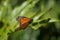 Butterfly in nature closeup, Monarch butterfly