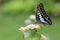 Butterfly nectar flower