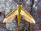 Butterfly night moth from Adam`s Peak