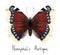Butterfly Numphalis Antiopa. Watercolor imitation.
