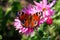 Butterfly (nymphalis io) on chrysanthemum - nature pictures