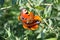 Butterfly (nymphalis io) over the poppy