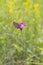 Butterfly Ochlodes sylvanus on a lilac flower of wild carnation Dianthus deltoides, wildlife vertical