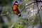 A butterfly open wing under sunlight.