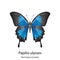 Butterfly open wing vector on white background