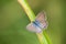 Butterfly with open wings on grass blade
