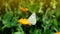 Butterfly on an orange flower, drinking nectar