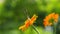 Butterfly and orange flowers