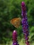 Butterfly orange Hyponephele lycaon at sunny flower vertical