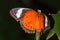 Butterfly - Orange Lacewing - Cethosia penthesilea