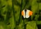 Butterfly - orange tip