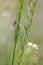 Butterfly, orange tip on the blade of grass.