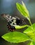 Butterfly on Orange Tree