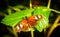 Butterfly orange wings with white blotches