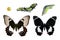 Butterfly, Orchard Swallowtail, life-cycle stag