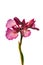 Butterfly orchid