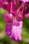 Butterfly orchid flower detail - Anacamptis papilionacea