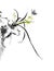 Butterfly Orchid Ink Painting Chinese Painting