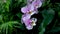 Butterfly Orchid, Phalaenopsis aphrodite Rchb. F.