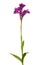 Butterfly orchid plant - Orchis papilionacea