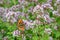 Butterfly on oregano flowers