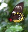 Butterfly - Ornithoptera priamus