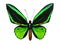 Butterfly Ornithoptera priamus