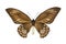 Butterfly Ornithoptera priamus urvilleanus f