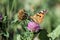 Butterfly Painted lady collects nectar from a clover flower