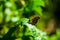 A Butterfly, Painted Lady, flower. Its wings are half open and it is looking away from the camera