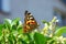 Butterfly-painted lady (vanessa cardui )