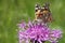 Butterfly - Painted Lady (Vanessa cardui)