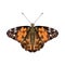 Butterfly Painted lady or Vanessa Cardui isolated on white background.