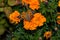 A butterfly Painted lady Vanessa cardui sits on a orange flower of the Marigold. Butterfly closeup.