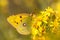 Butterfly Pale clouded yellow