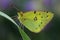 Butterfly - Pale Clouded Yellow (Colias hyale)