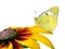 Butterfly pale clouded yellow on a flower. beautiful yellow butterfly on flowers isolated on a white.