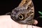 Butterfly on the palm on dark background