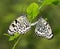 Butterfly - Paper Kite Mating