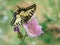 Butterfly Papilio machaon